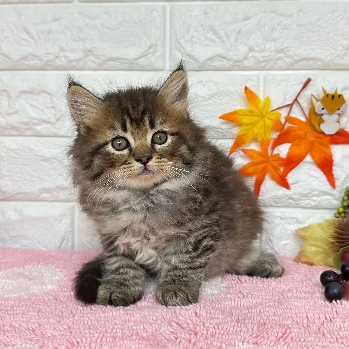 本日ご紹介のミヌエットちゃん達ですฅ^•ω•^ฅ❤