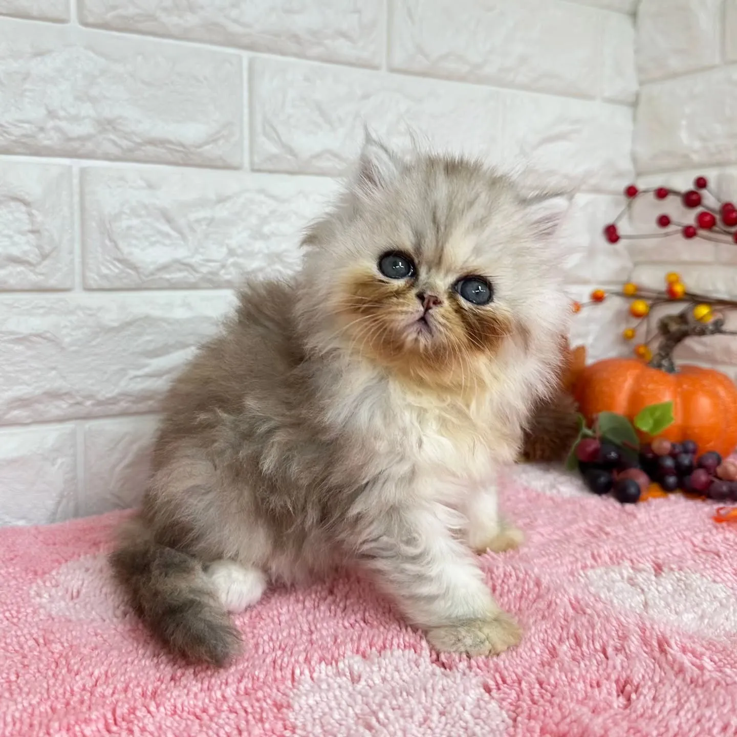 本日ご紹介のミヌエットちゃん達ですฅ^•ω•^ฅ❤