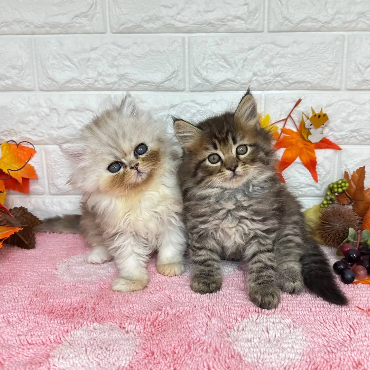 本日ご紹介のミヌエットちゃん達ですฅ^•ω•^ฅ❤