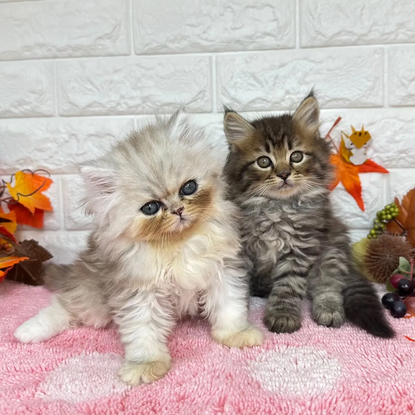 本日ご紹介のミヌエットちゃん達ですฅ^•ω•^ฅ❤
