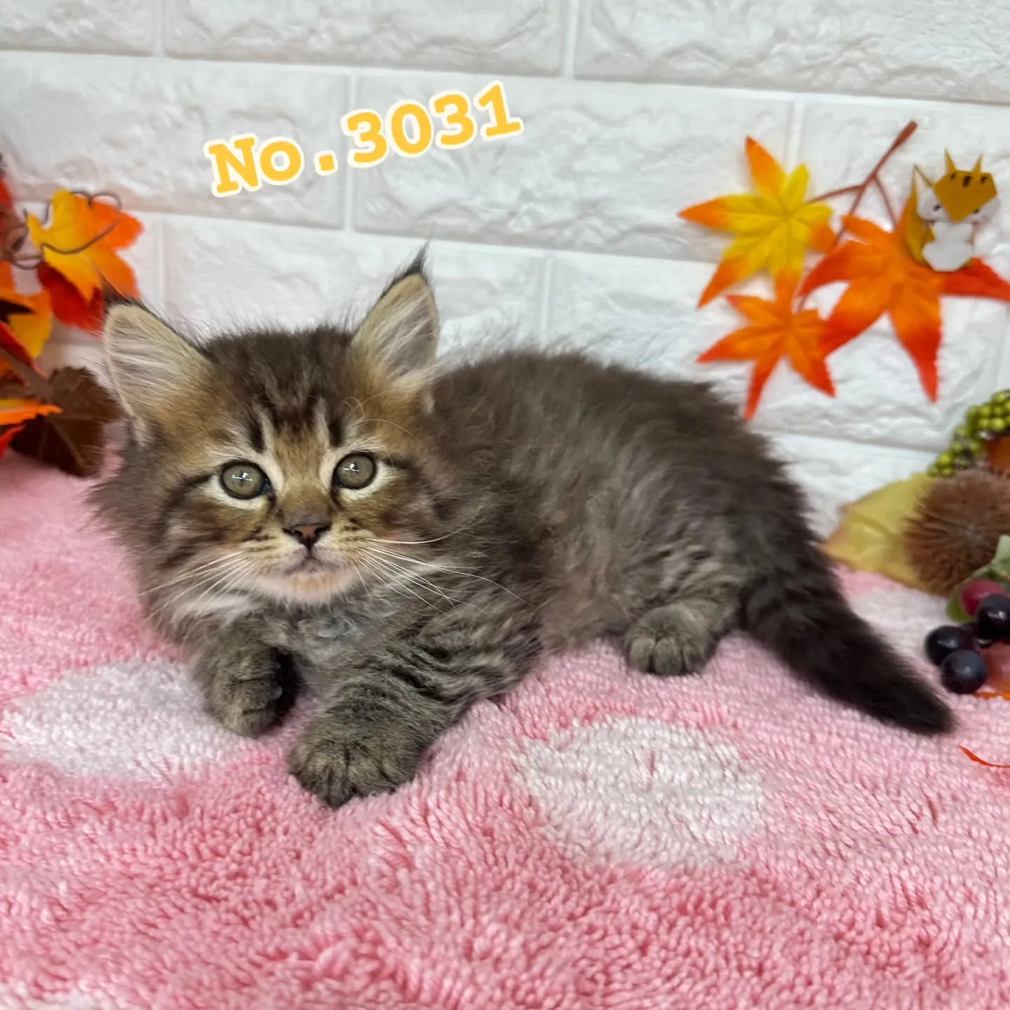 本日ご紹介のミヌエットちゃん達ですฅ^•ω•^ฅ❤