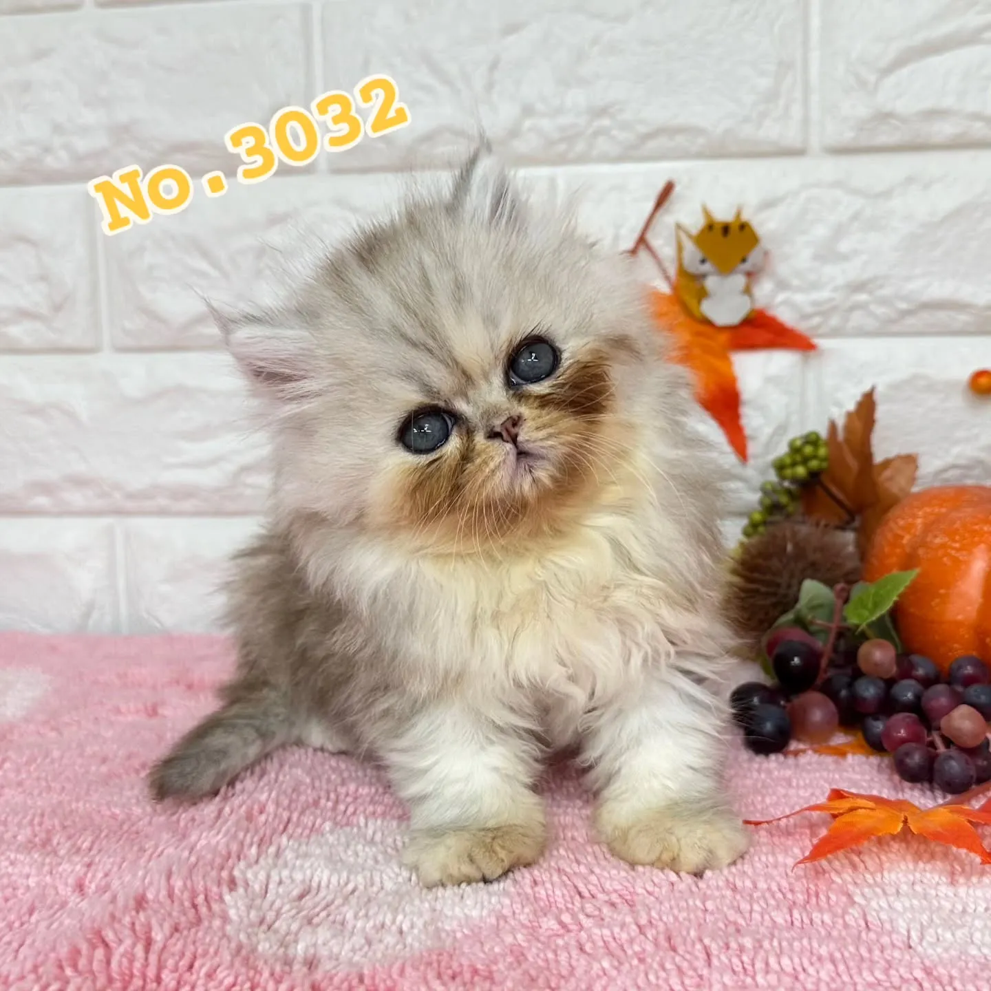 本日ご紹介のミヌエットちゃん達ですฅ^•ω•^ฅ❤