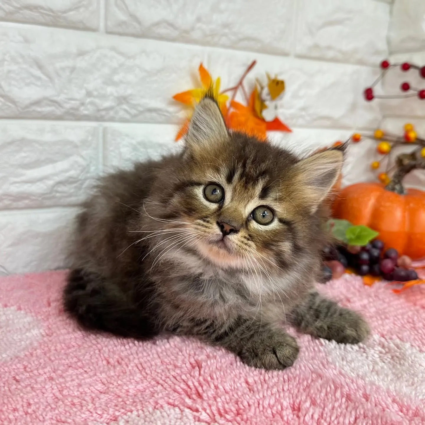 本日ご紹介のミヌエットちゃん達ですฅ^•ω•^ฅ❤