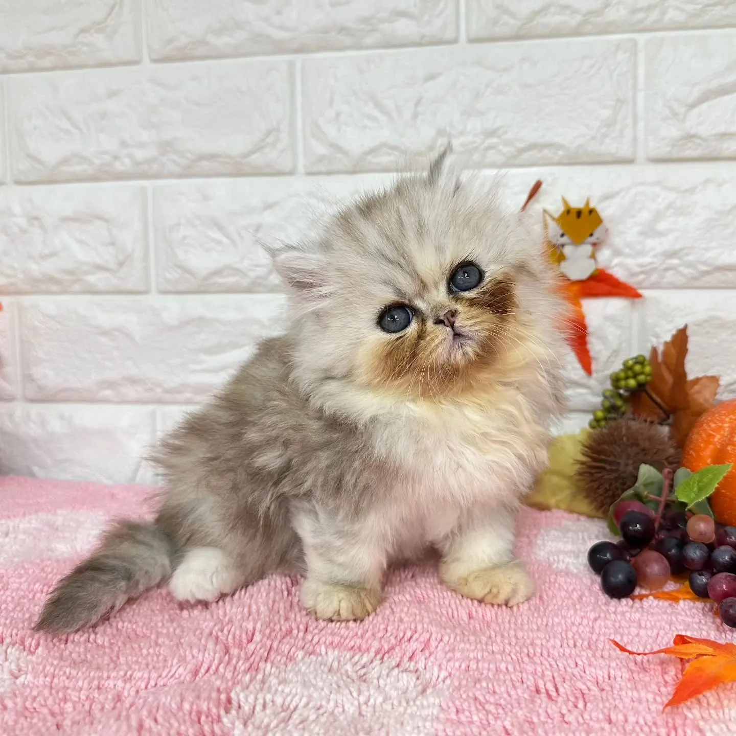 本日ご紹介のミヌエットちゃん達ですฅ^•ω•^ฅ❤