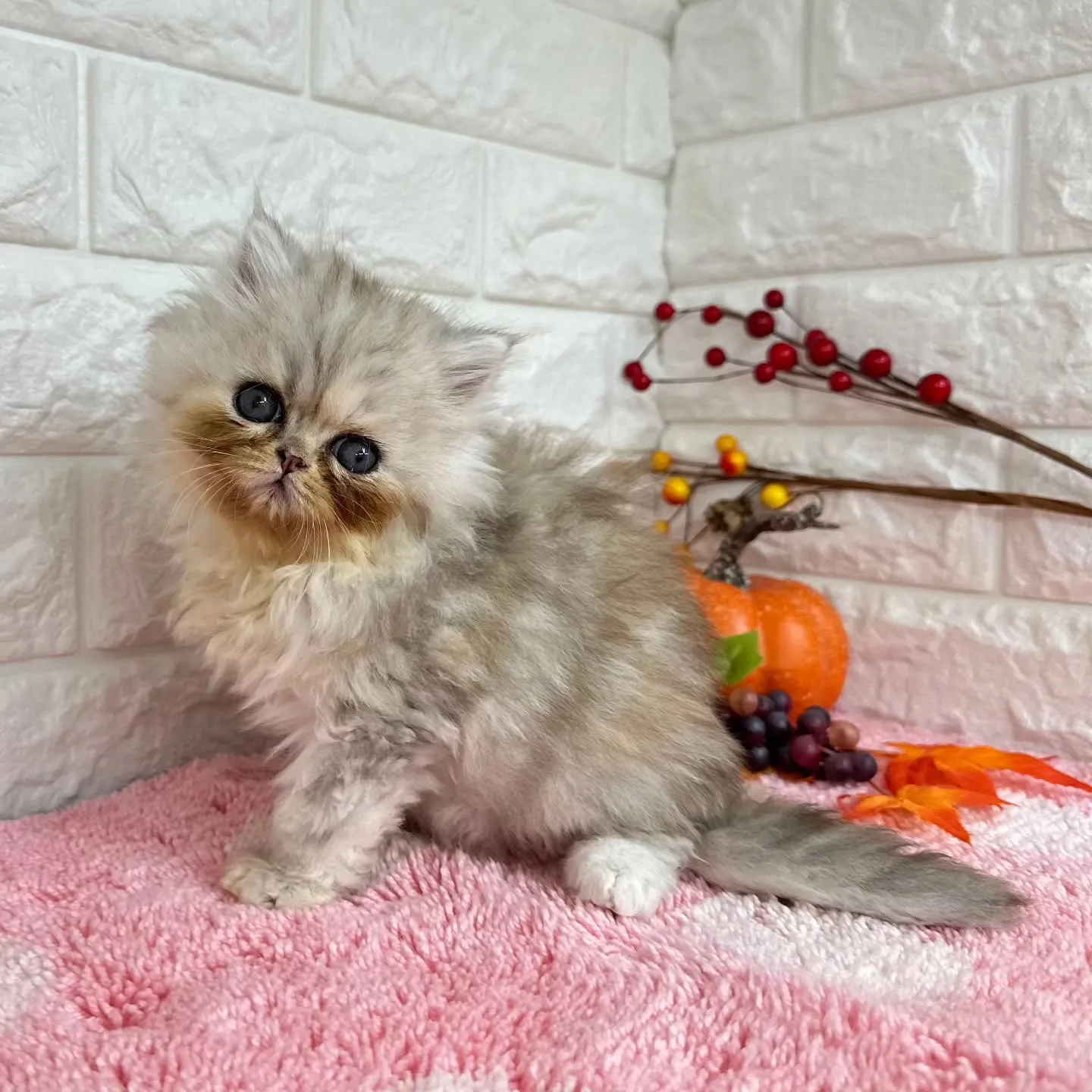 本日ご紹介のミヌエットちゃん達ですฅ^•ω•^ฅ❤