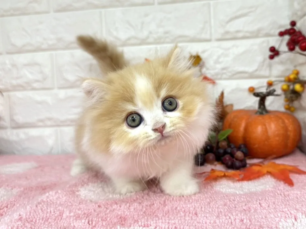 ★ミヌエット(足長)★オス★ No.3025