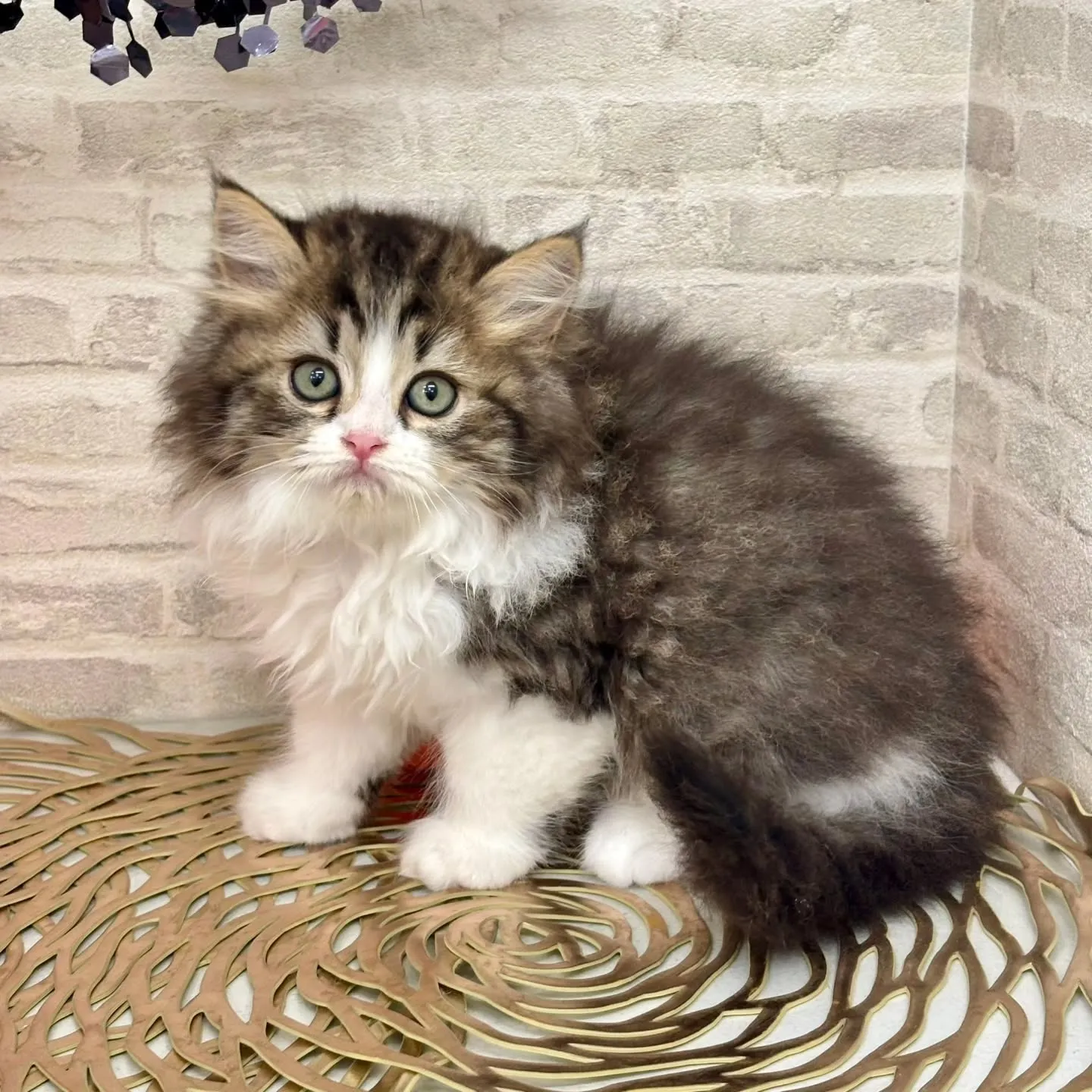 現在ご紹介中の足長のミヌエット🐱❤️