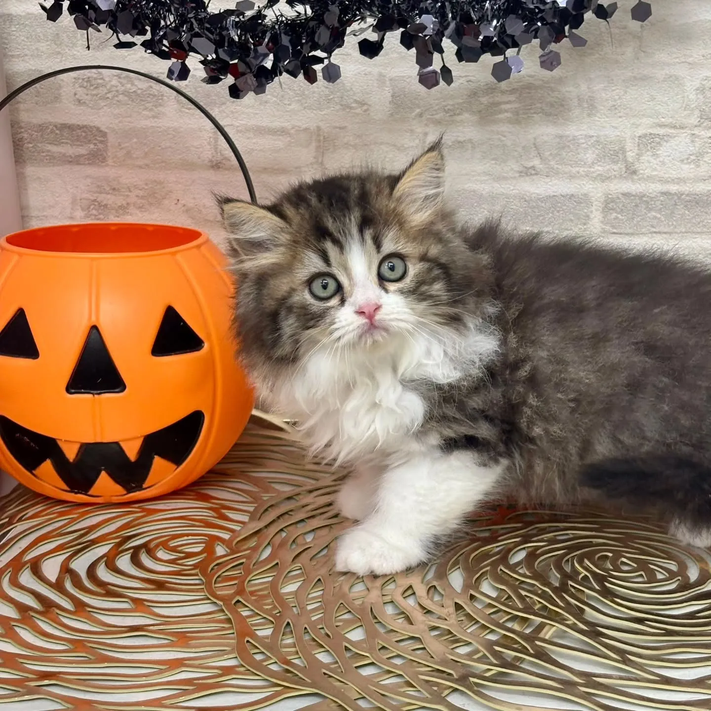 現在ご紹介中の足長のミヌエット🐱❤️