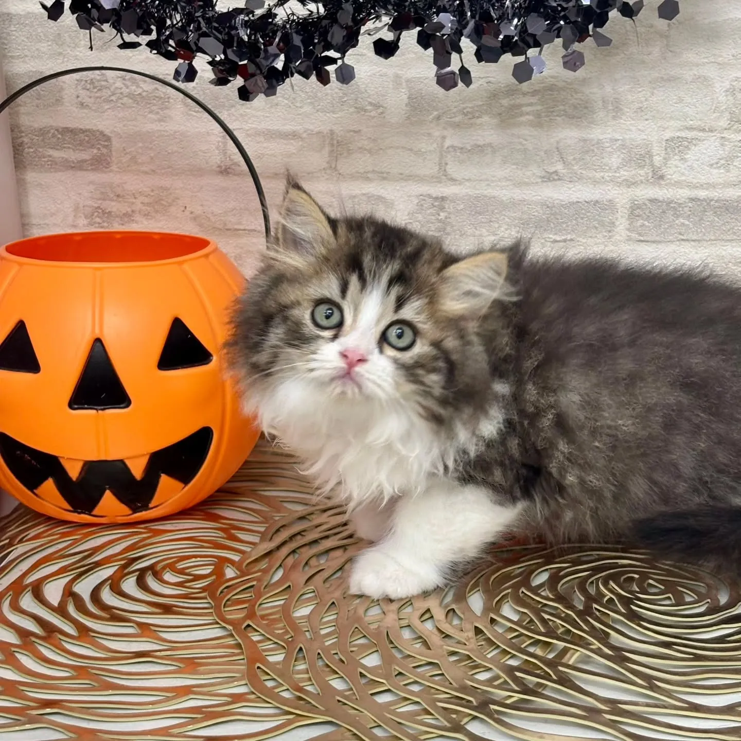 現在ご紹介中の足長のミヌエット🐱❤️