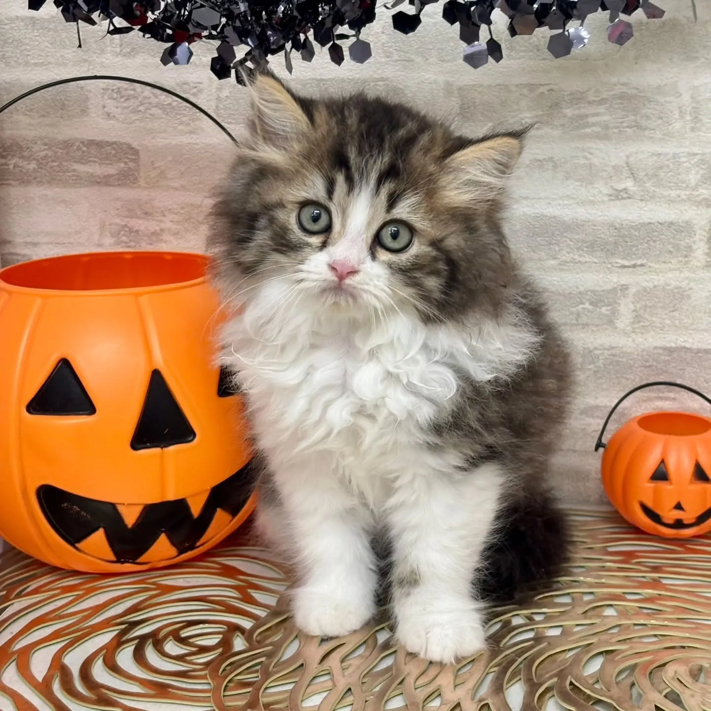 現在ご紹介中の足長のミヌエット🐱❤️