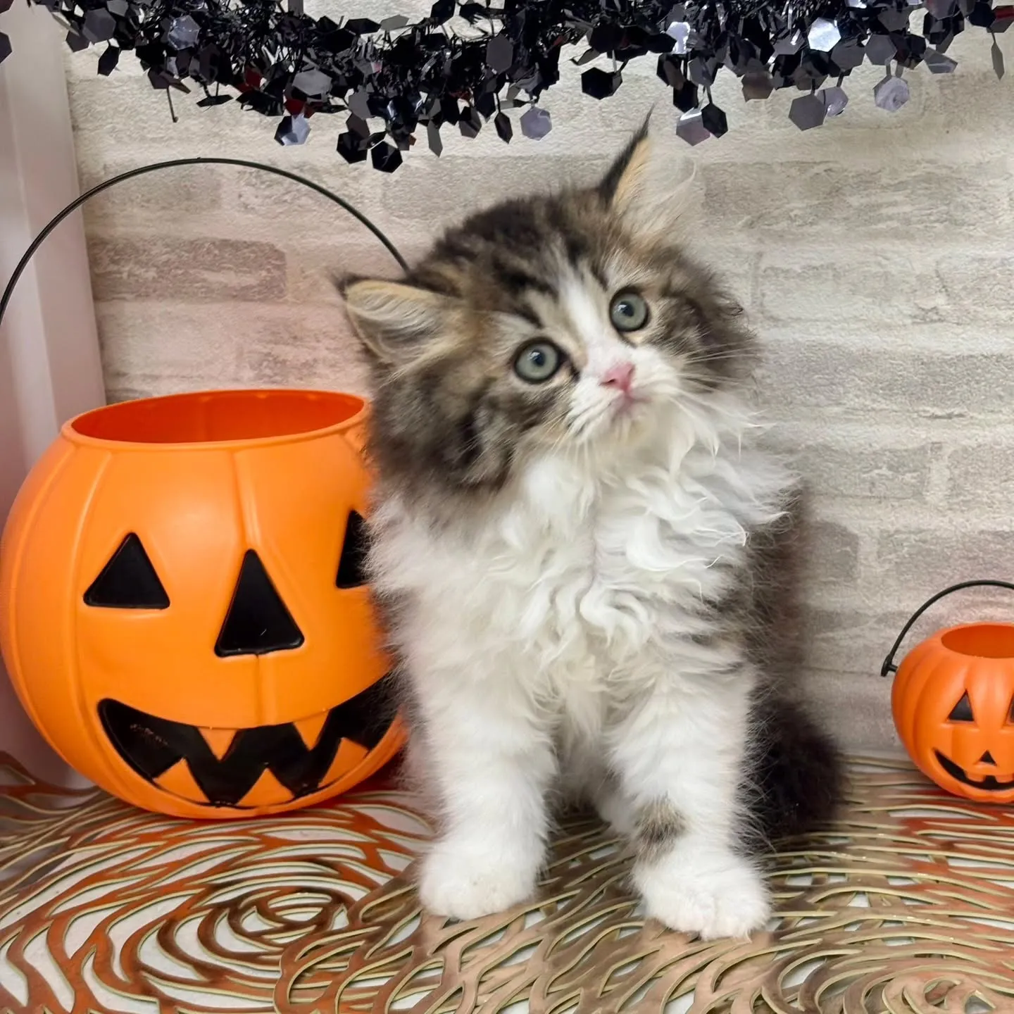 現在ご紹介中の足長のミヌエット🐱❤️