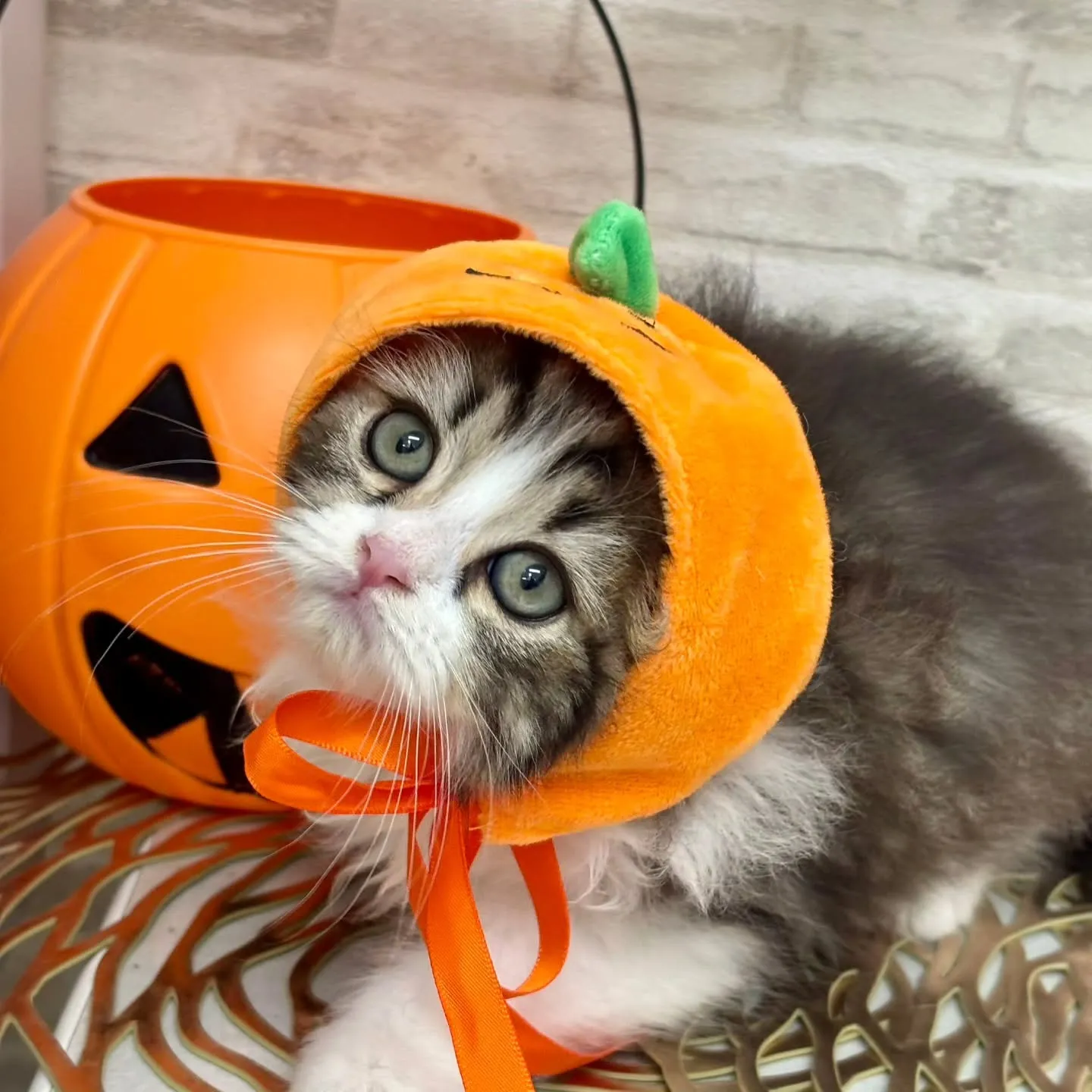 現在ご紹介中の足長のミヌエット🐱❤️