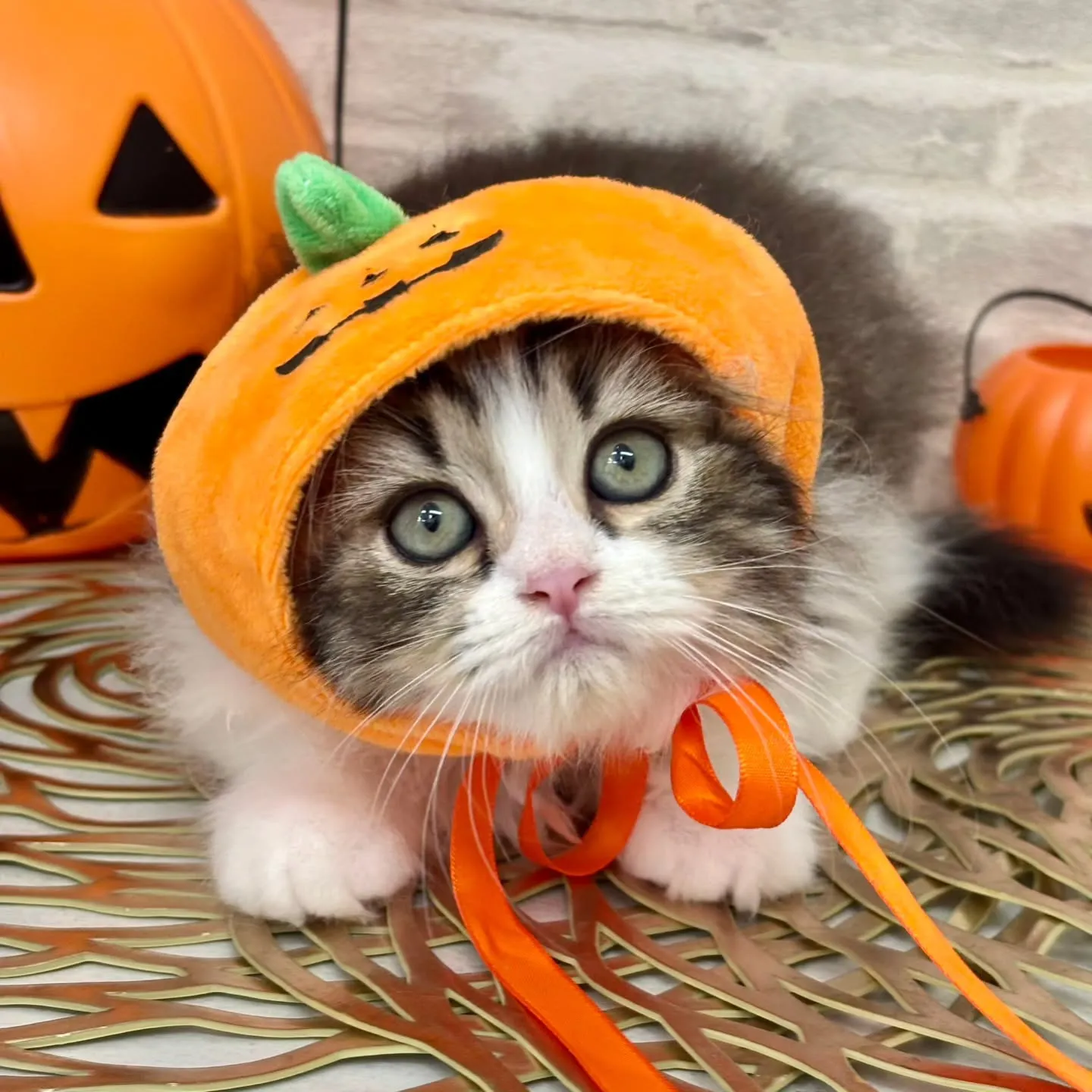 現在ご紹介中の足長のミヌエット🐱❤️