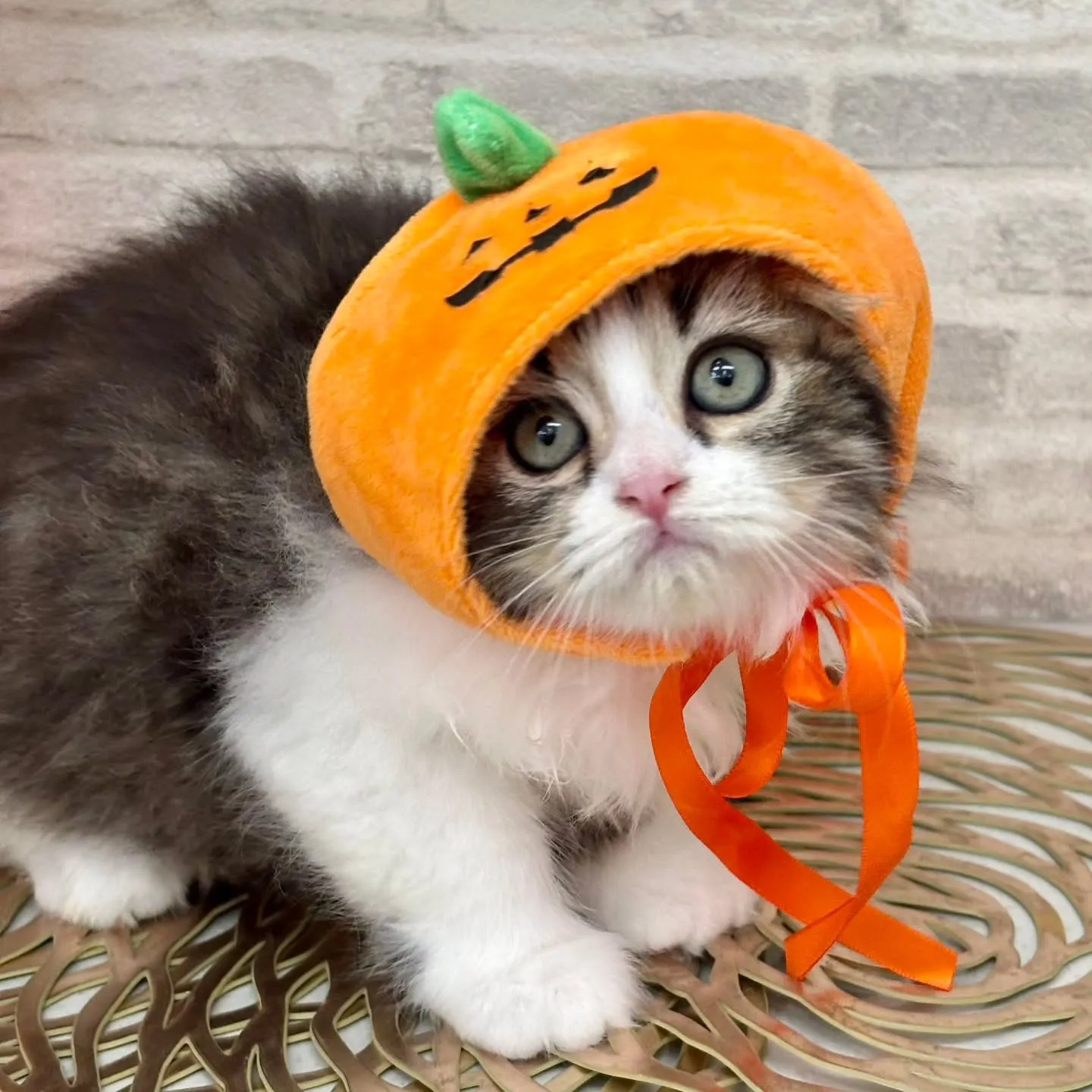 現在ご紹介中の足長のミヌエット🐱❤️