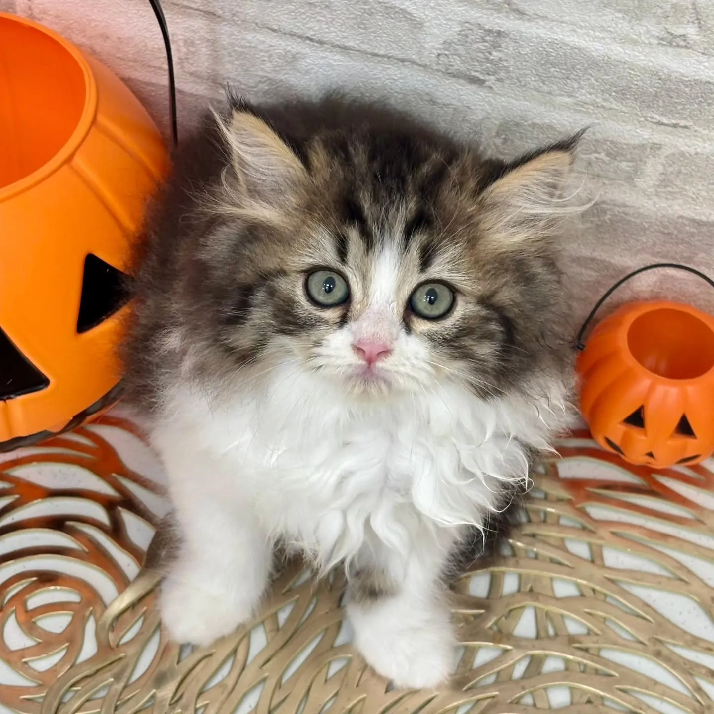 現在ご紹介中の足長のミヌエット🐱❤️