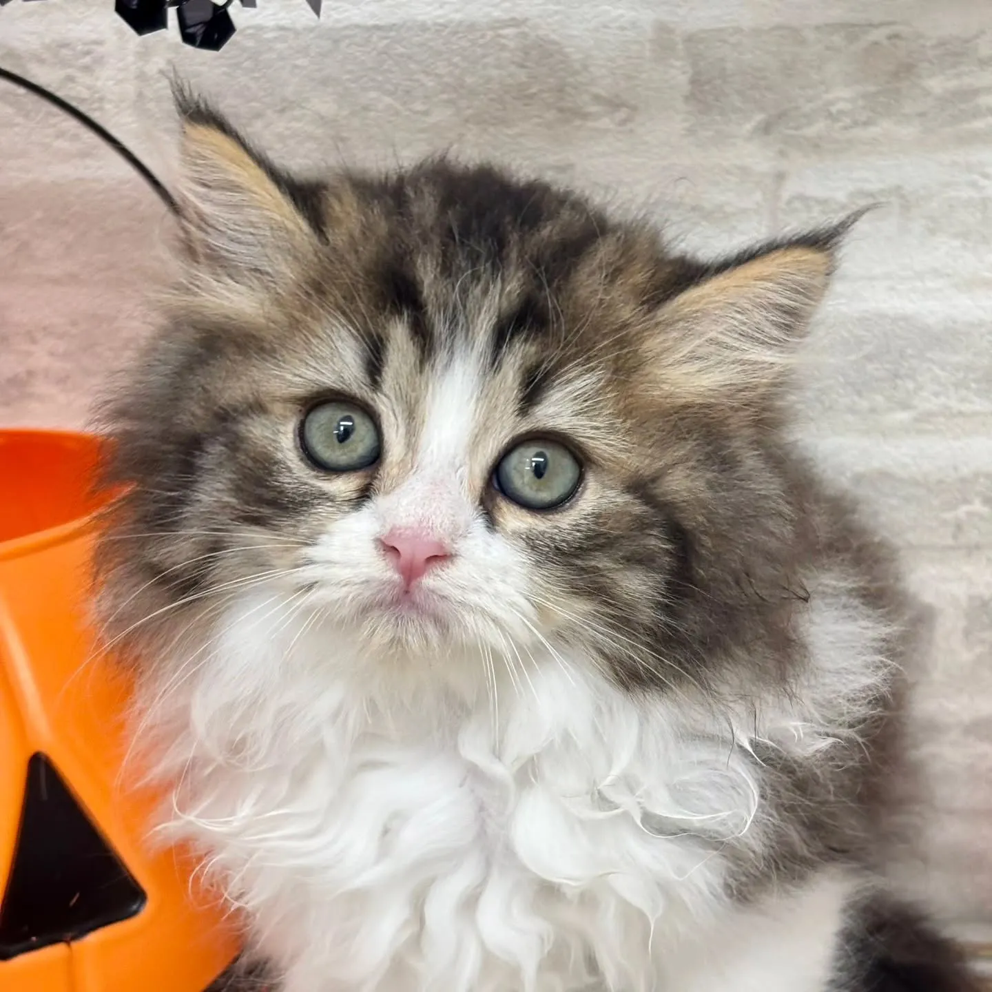 現在ご紹介中の足長のミヌエット🐱❤️