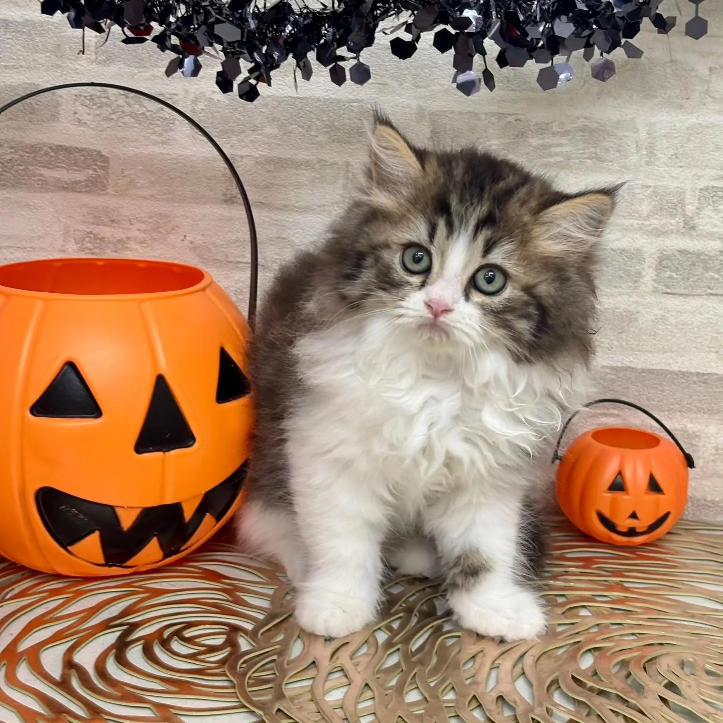 現在ご紹介中の足長のミヌエット🐱❤️