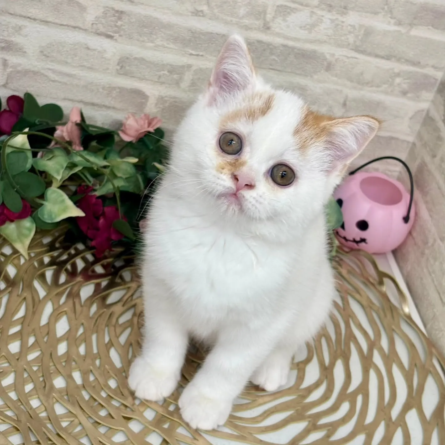 現在ご紹介中のミヌエットです🌟 ̖́-