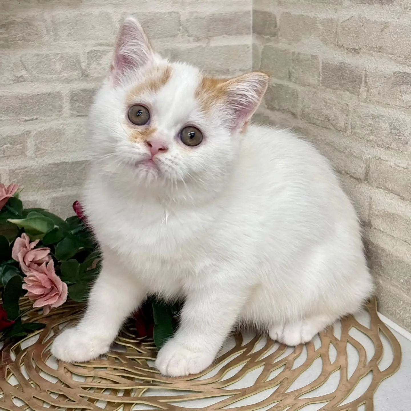 現在ご紹介中のミヌエットです🌟 ̖́-