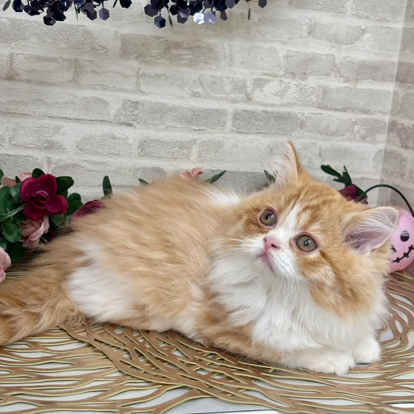 現在ご紹介中のミヌエットです🌟 ̖́-