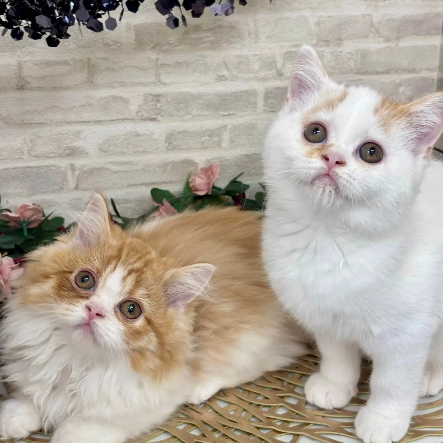 現在ご紹介中のミヌエットです🌟 ̖́-