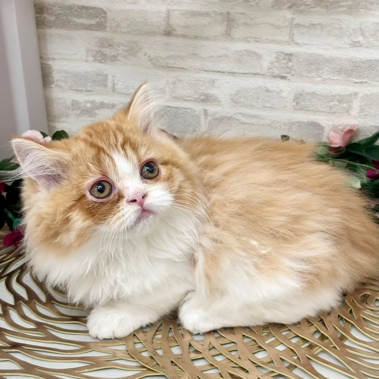 現在ご紹介中のミヌエットです🌟 ̖́-