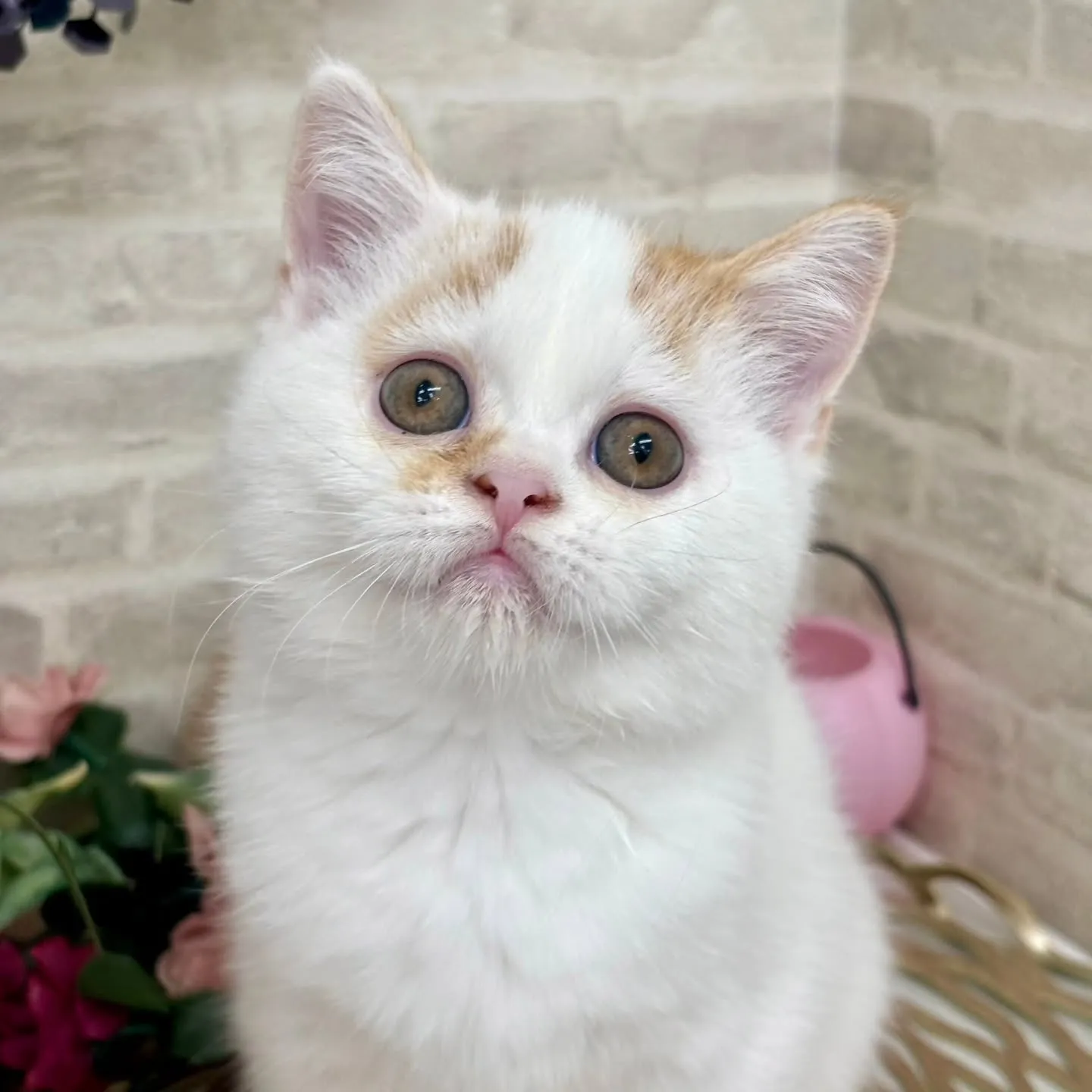 現在ご紹介中のミヌエットです🌟 ̖́-