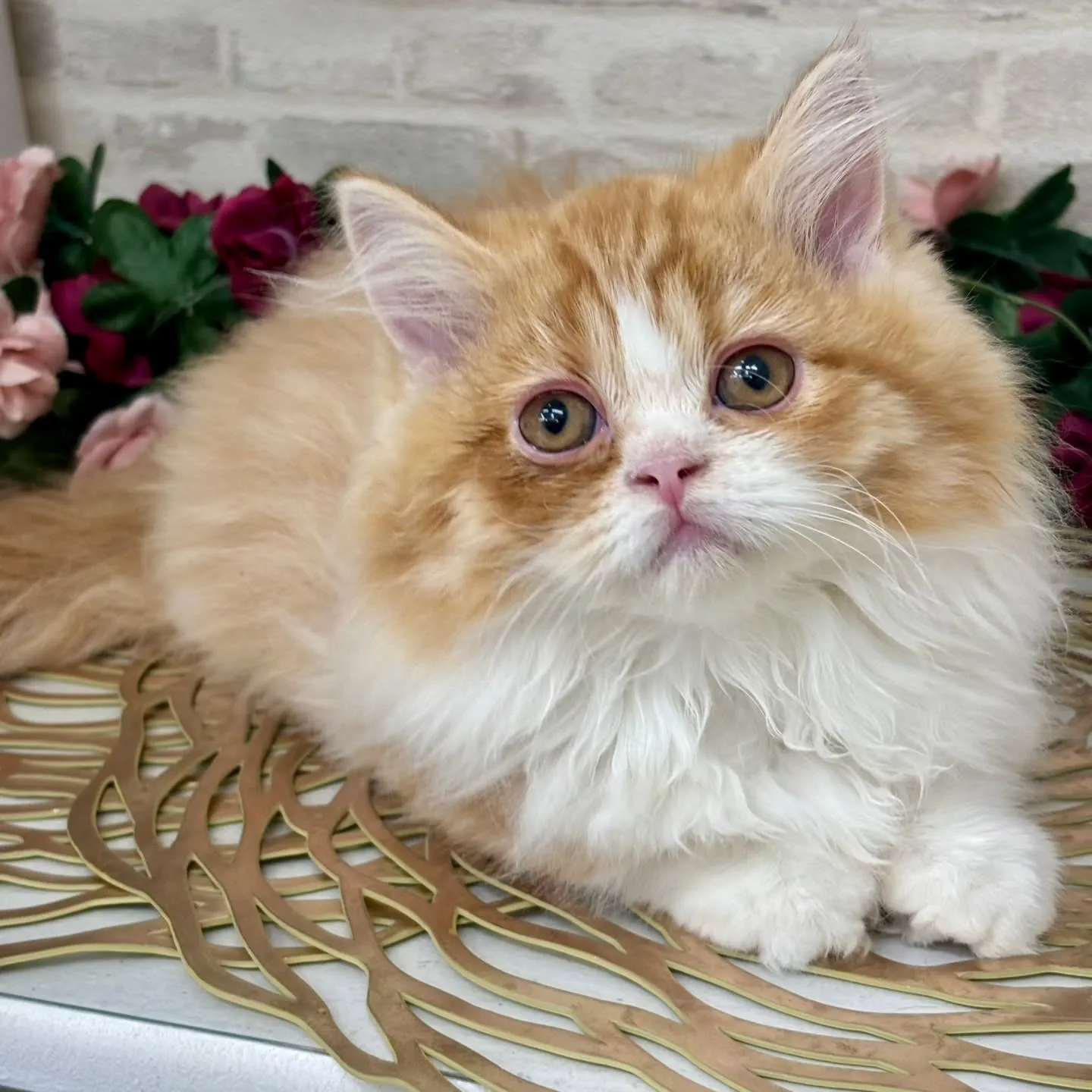 現在ご紹介中のミヌエットです🌟 ̖́-