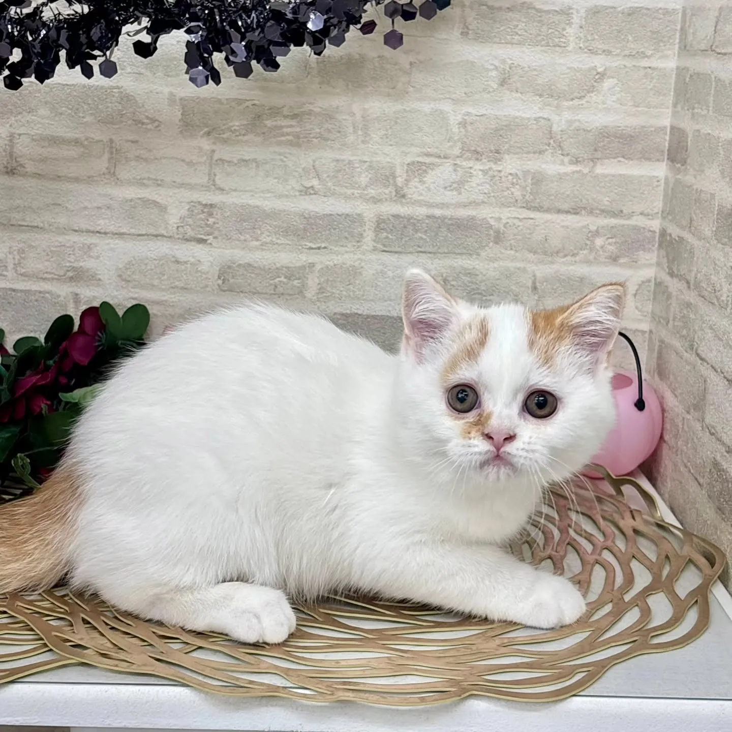 現在ご紹介中のミヌエットです🌟 ̖́-