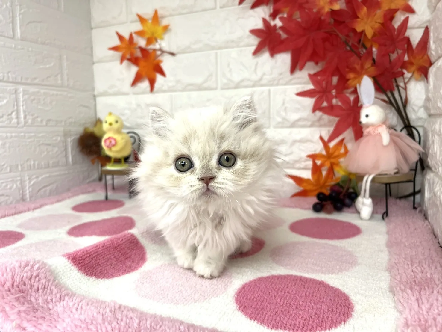 ★ミヌエット(足長)★オス★ No.3023