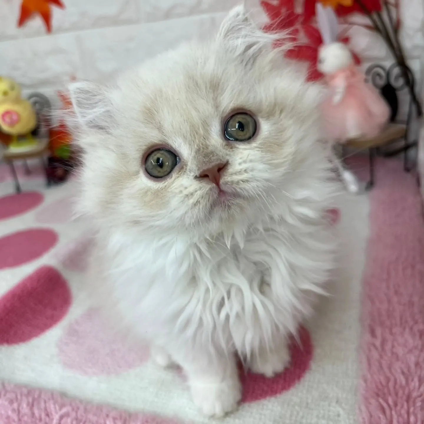 現在ご紹介中のミヌエットちゃんです😺❤️