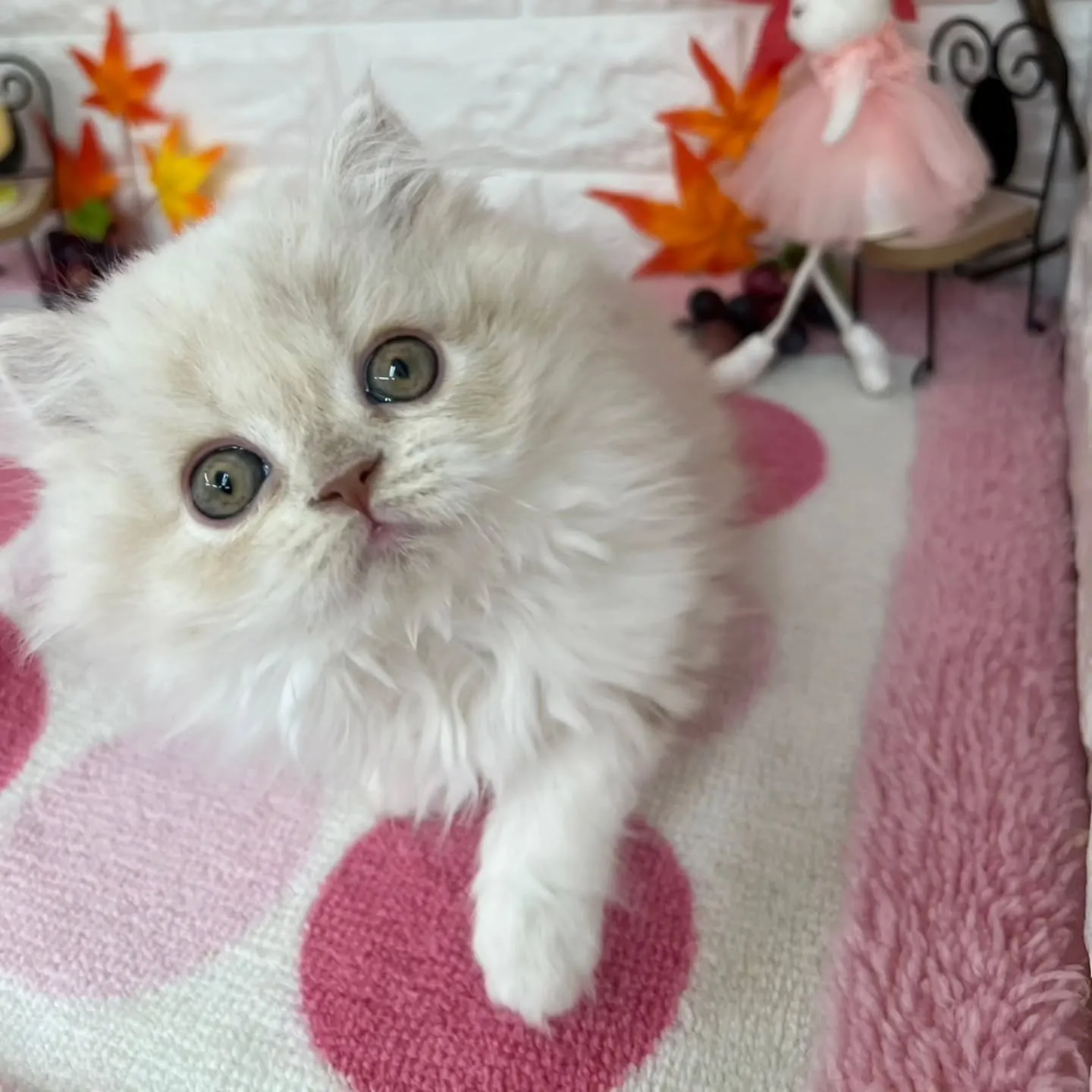 現在ご紹介中のミヌエットちゃんです😺❤️