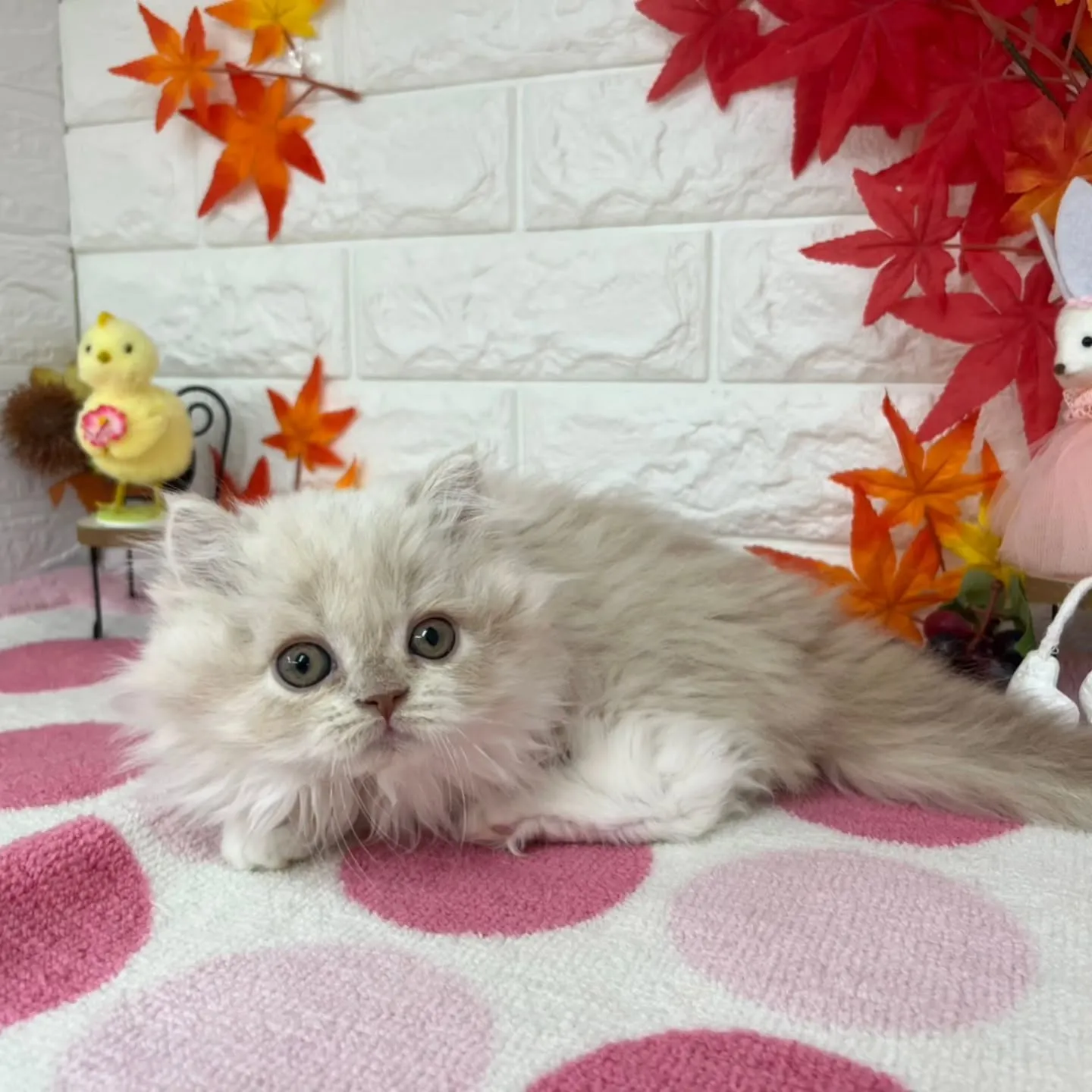 現在ご紹介中のミヌエットちゃんです😺❤️