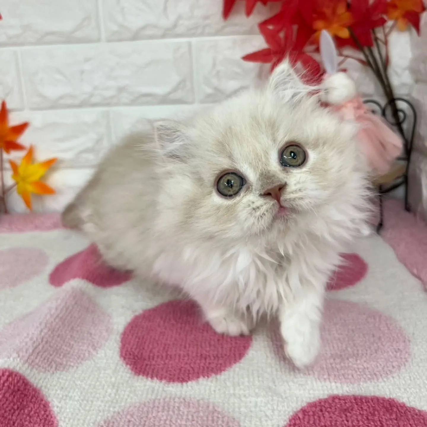 現在ご紹介中のミヌエットちゃんです😺❤️