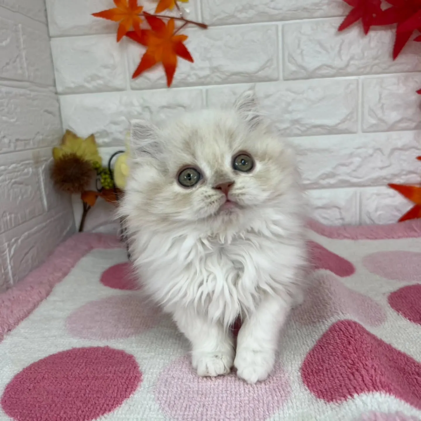 現在ご紹介中のミヌエットちゃんです😺❤️