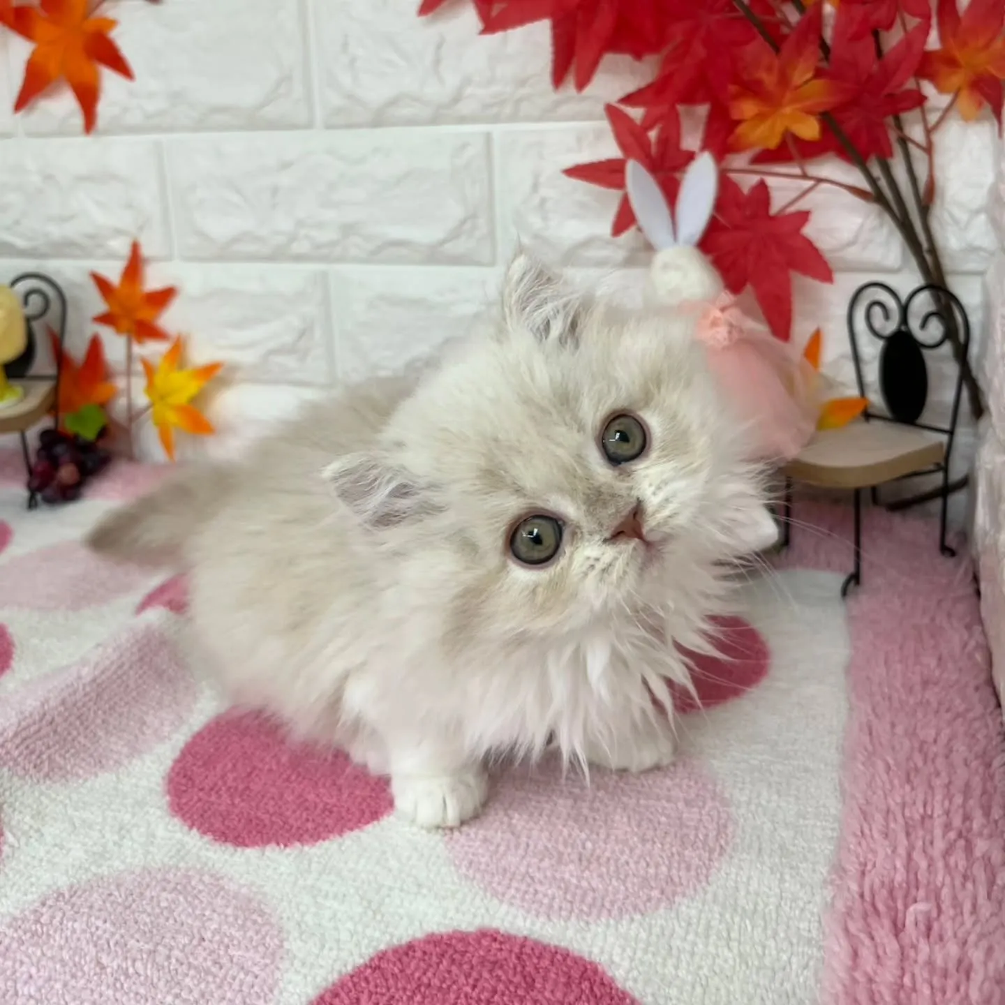 現在ご紹介中のミヌエットちゃんです😺❤️
