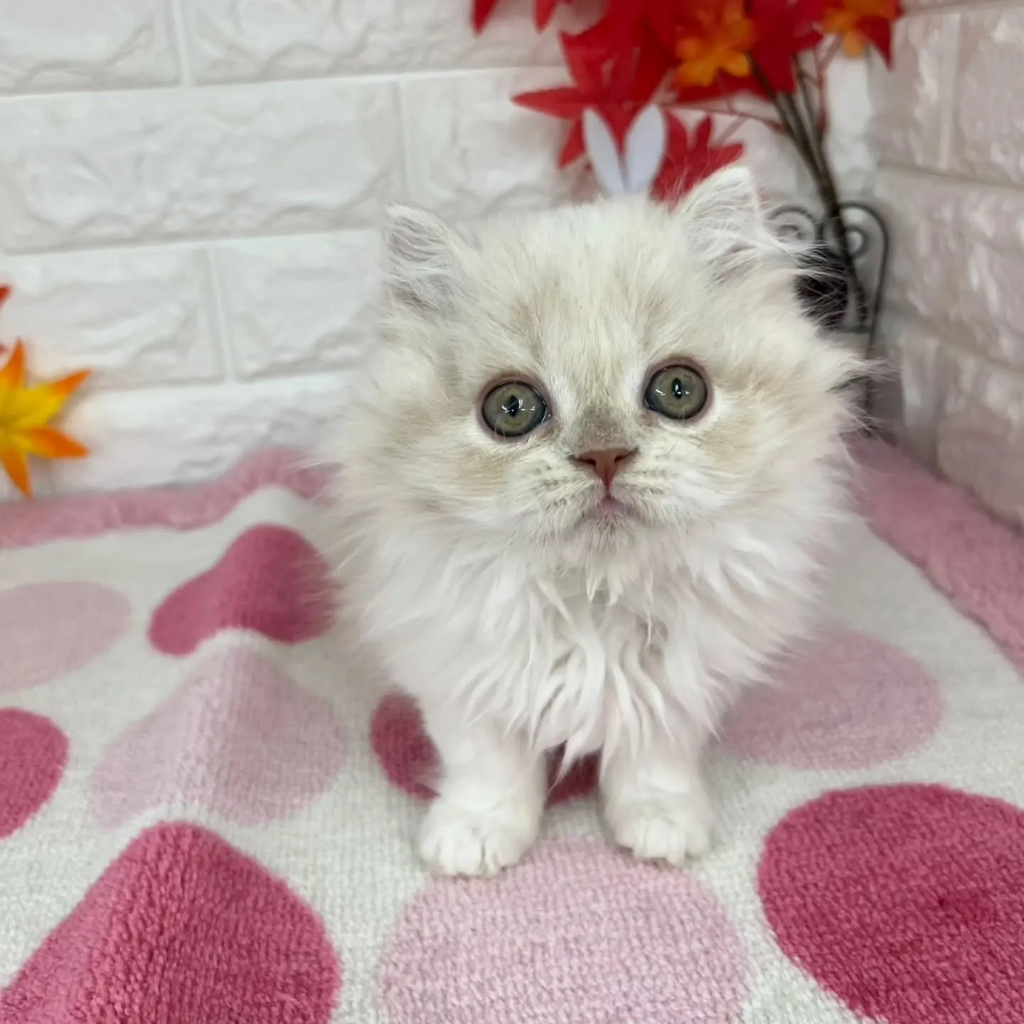 現在ご紹介中のミヌエットちゃんです😺❤️