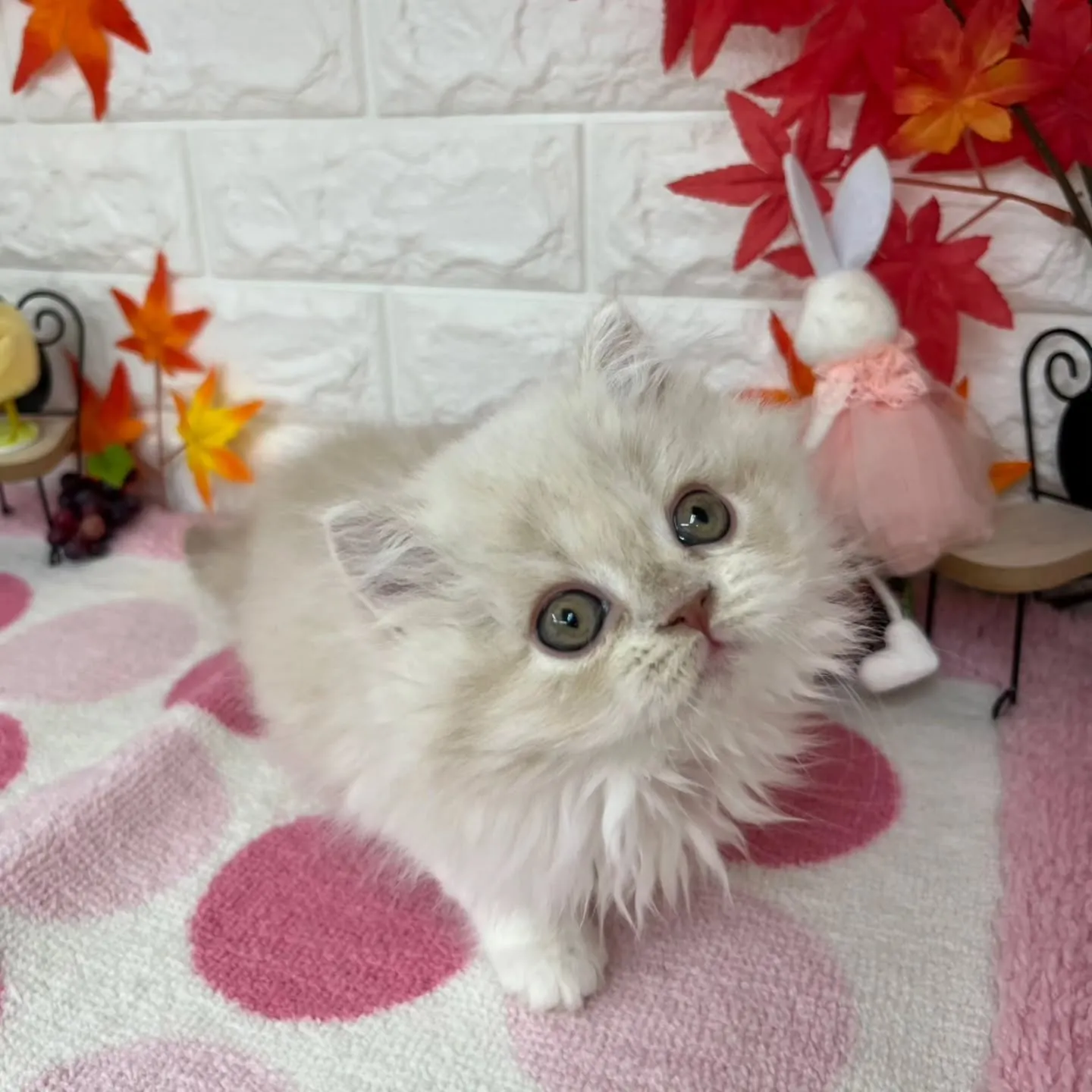 現在ご紹介中のミヌエットちゃんです😺❤️