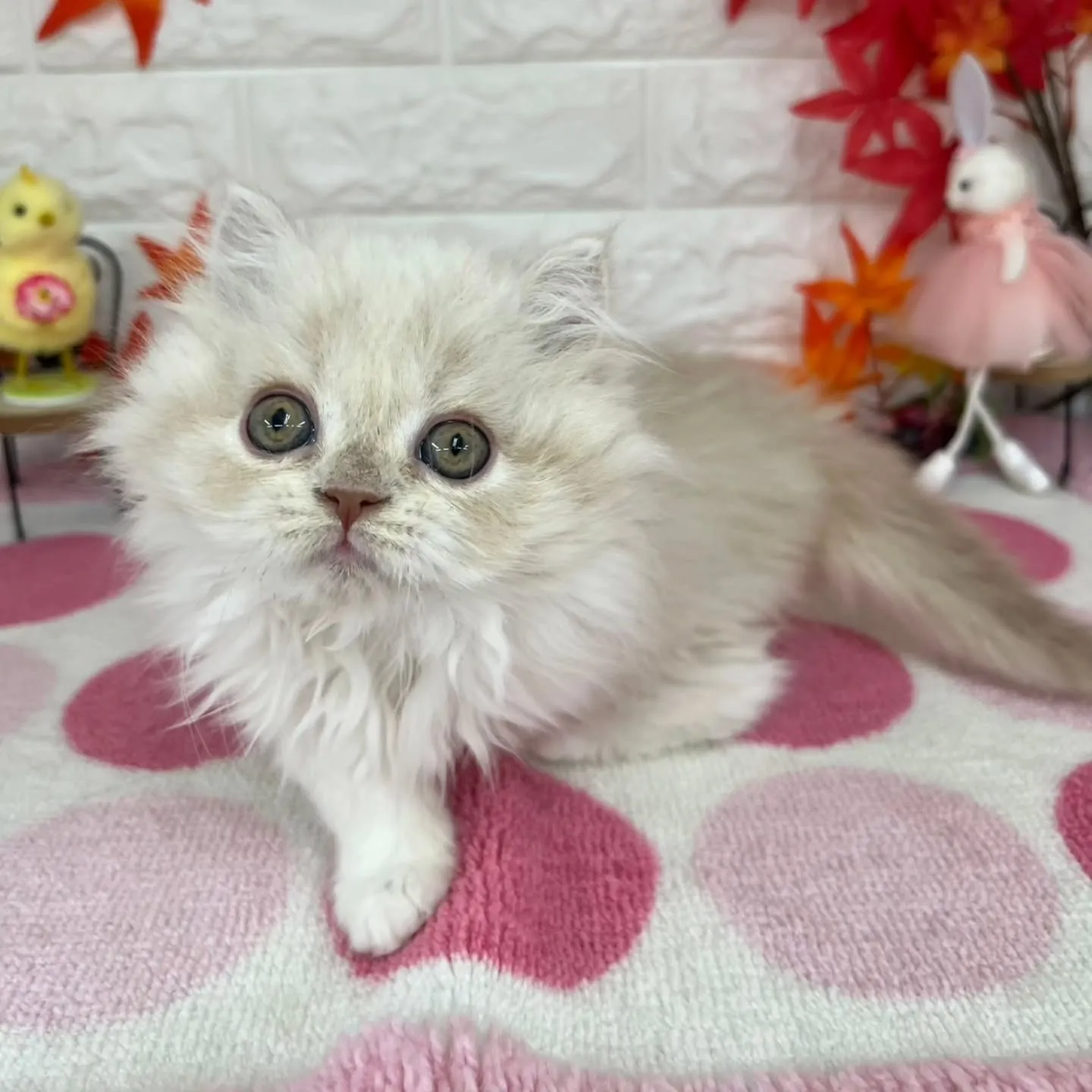 現在ご紹介中のミヌエットちゃんです😺❤️