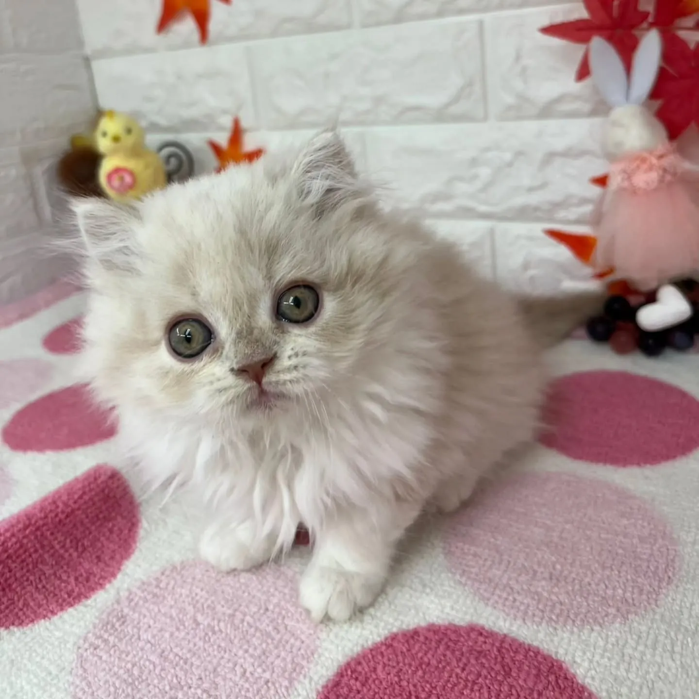 現在ご紹介中のミヌエットちゃんです😺❤️