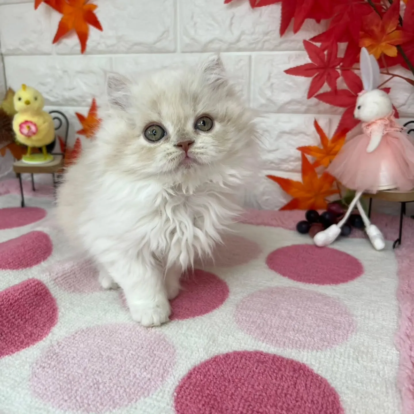 現在ご紹介中のミヌエットちゃんです😺❤️