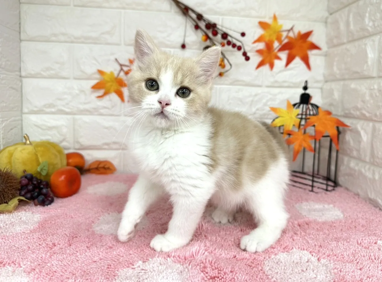 ★ミヌエット(足長)★メス★ No.3021