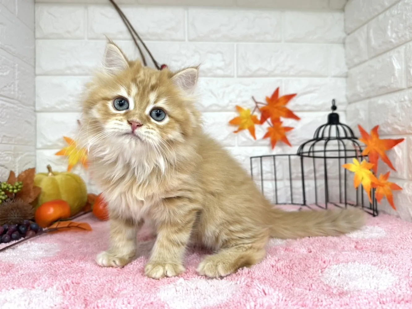 売約済★ミヌエット（足長）★オス★ No.3018