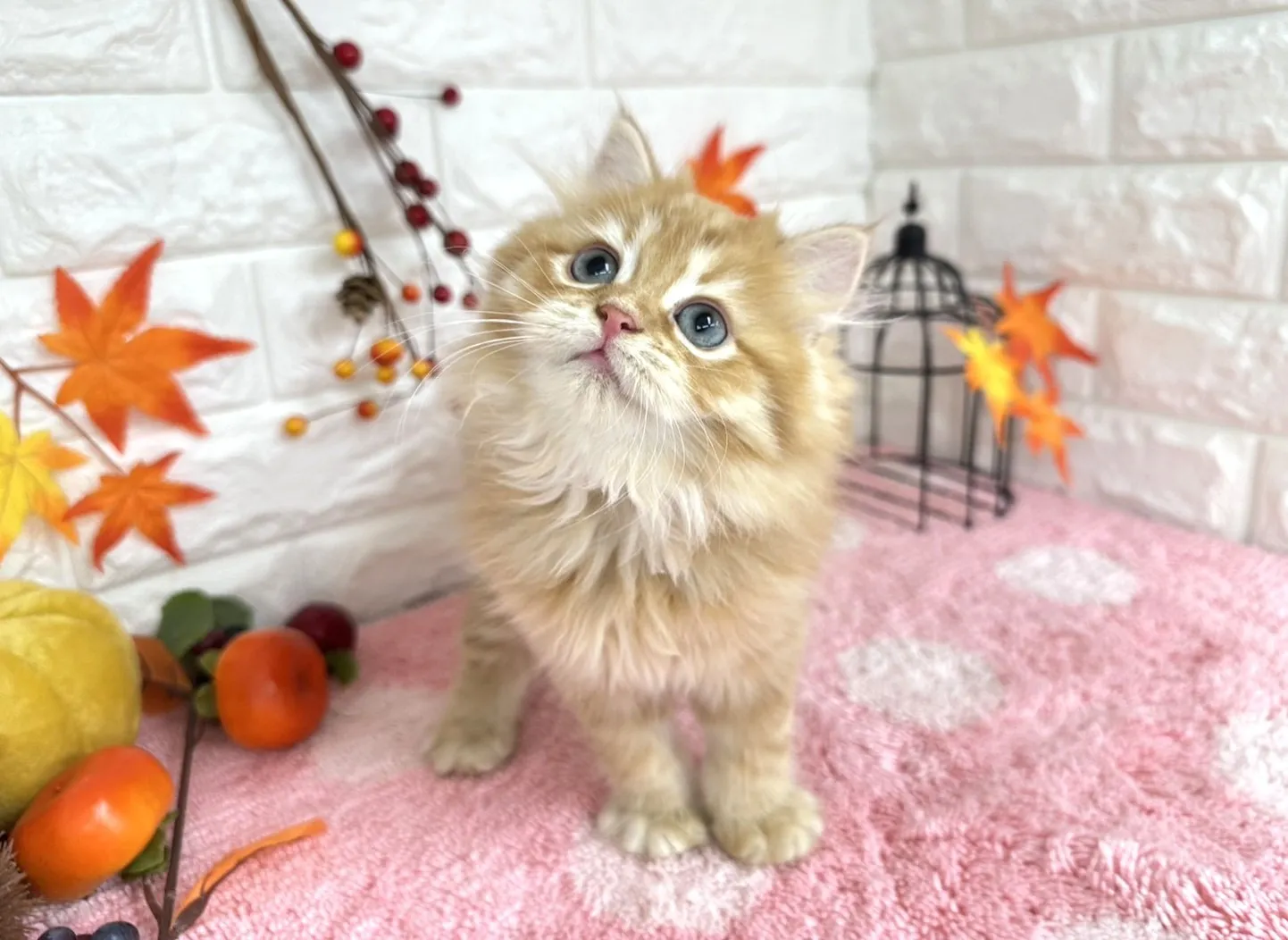 売約済★ミヌエット（足長）★オス★ No.3018