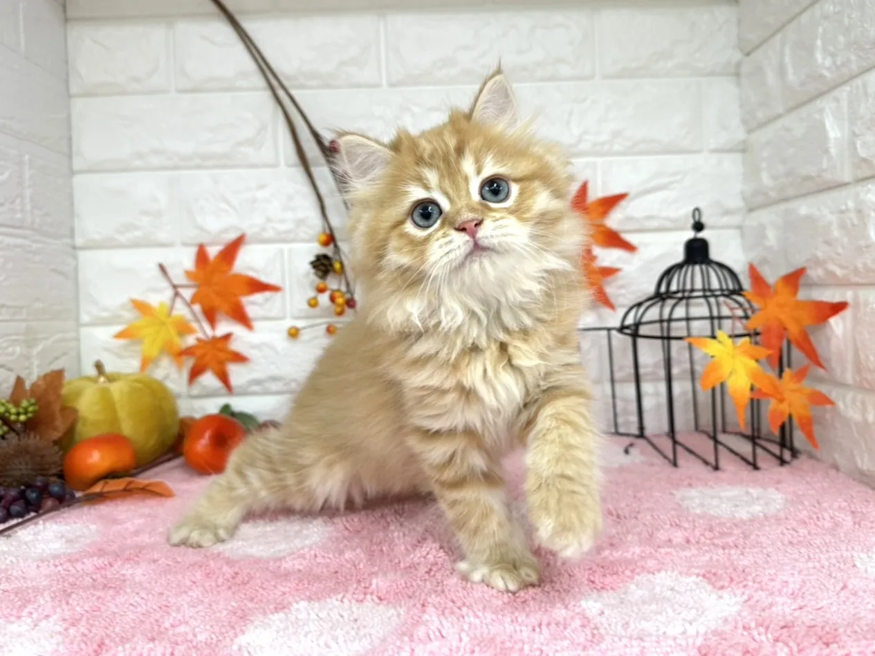 売約済★ミヌエット（足長）★オス★ No.3018