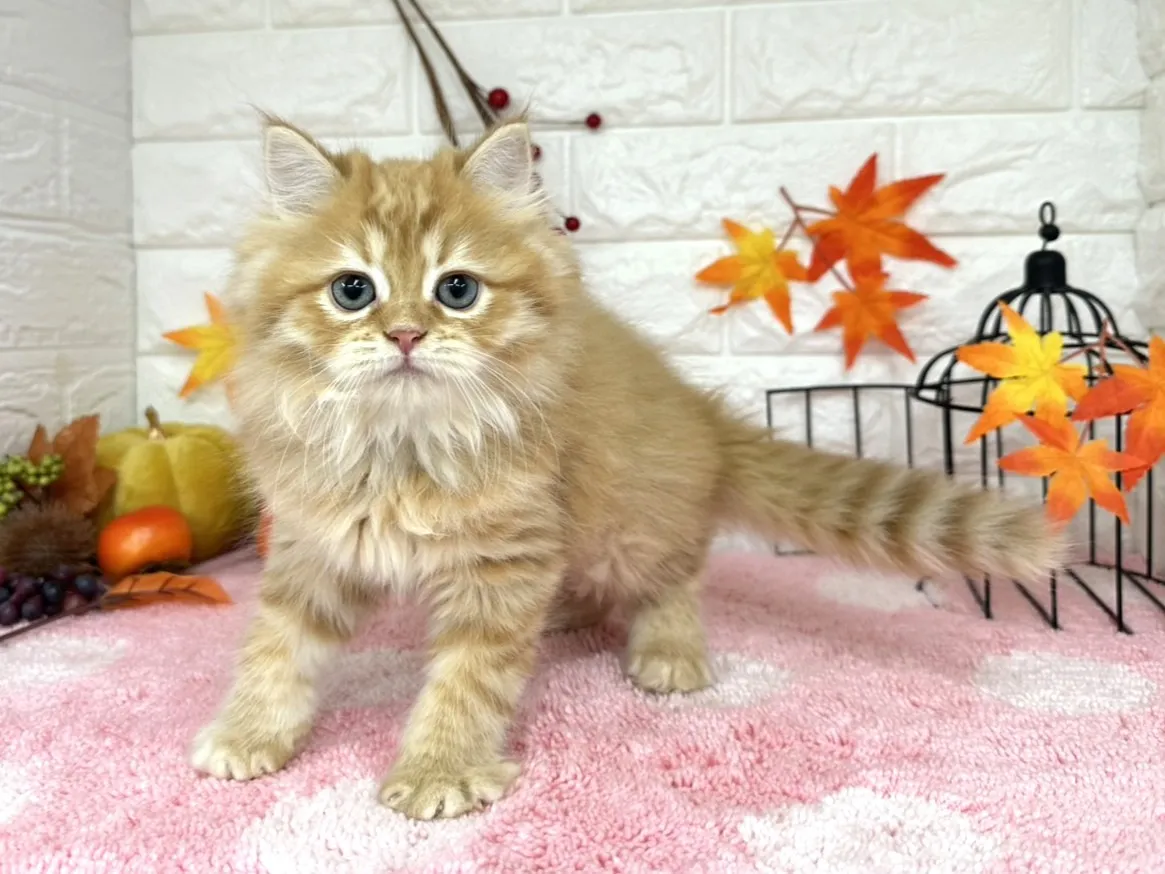 売約済★ミヌエット（足長）★オス★ No.3018