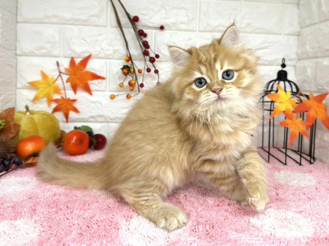 ★ミヌエット(足長)★オス★ No.3018