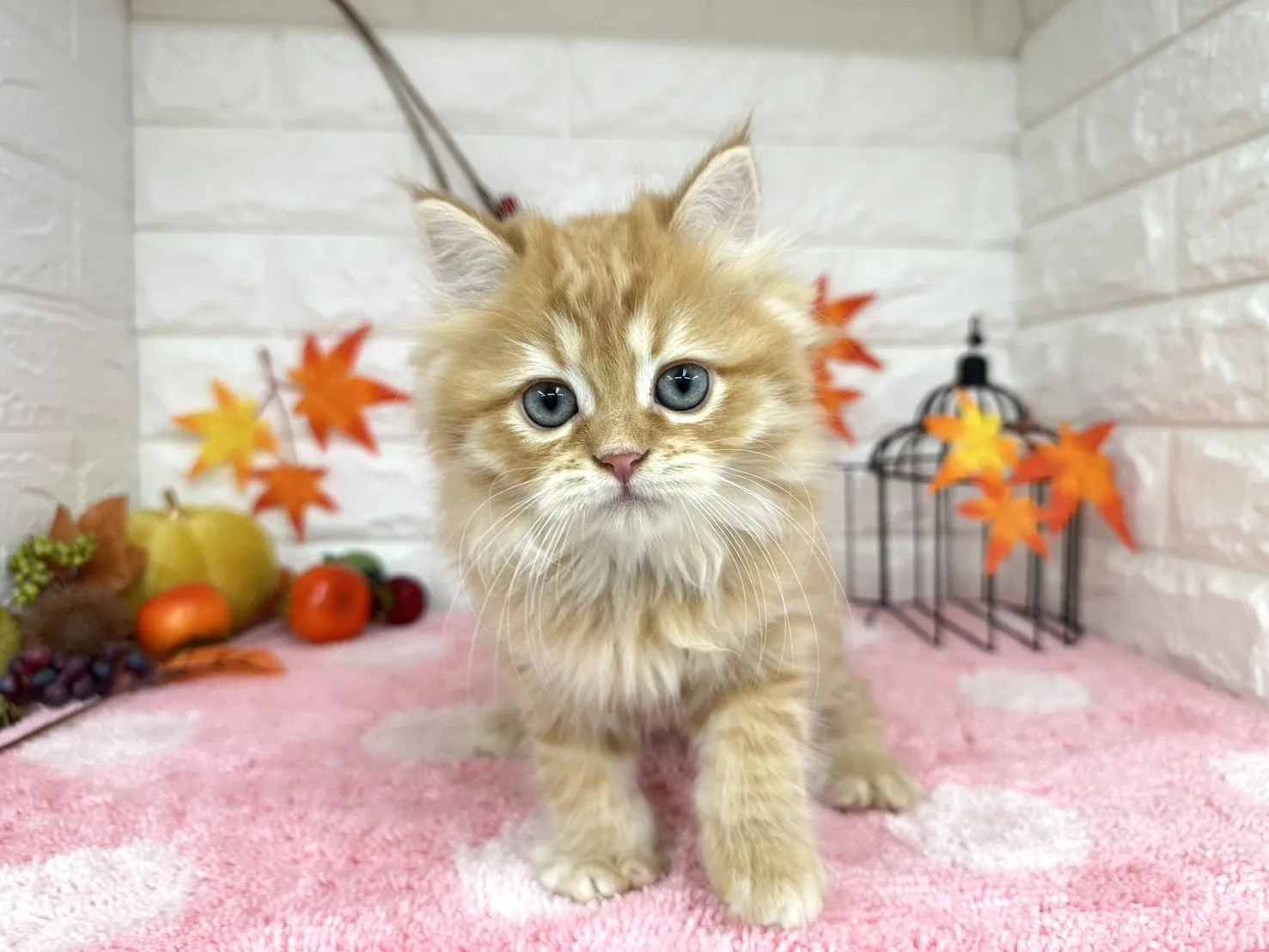 売約済★ミヌエット（足長）★オス★ No.3018