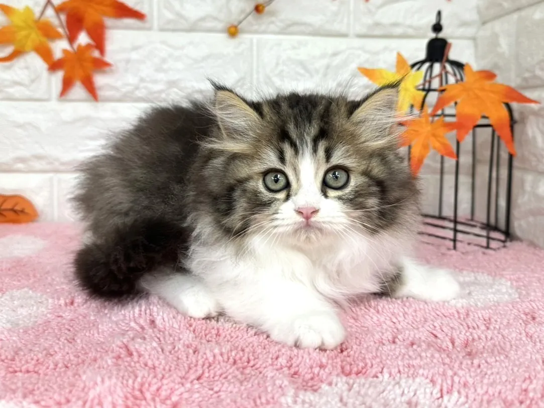 ★ミヌエット(足長)★オス★ No.3011