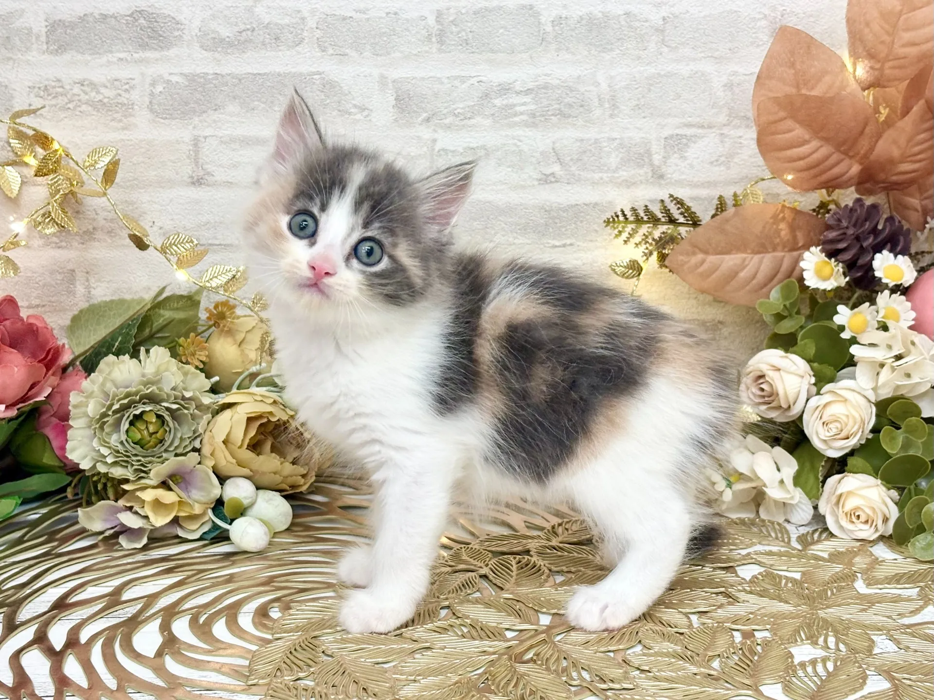 売約済★サイベリアン★メス★ No.3037